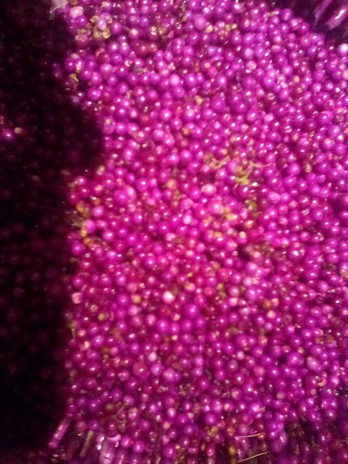 [Thumbnail for American-Beautyberry-rinsed.jpeg]
