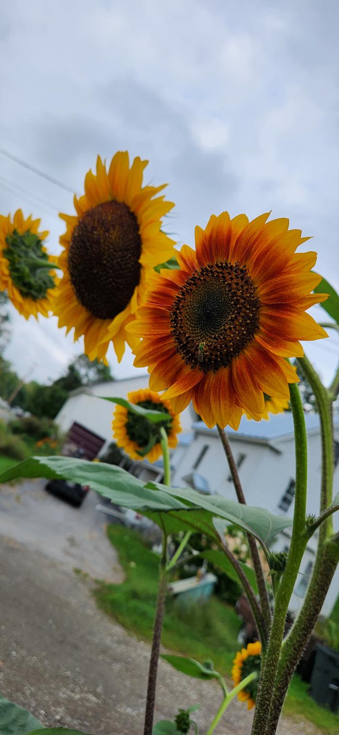 [Thumbnail for 20230913_180017.jpg]