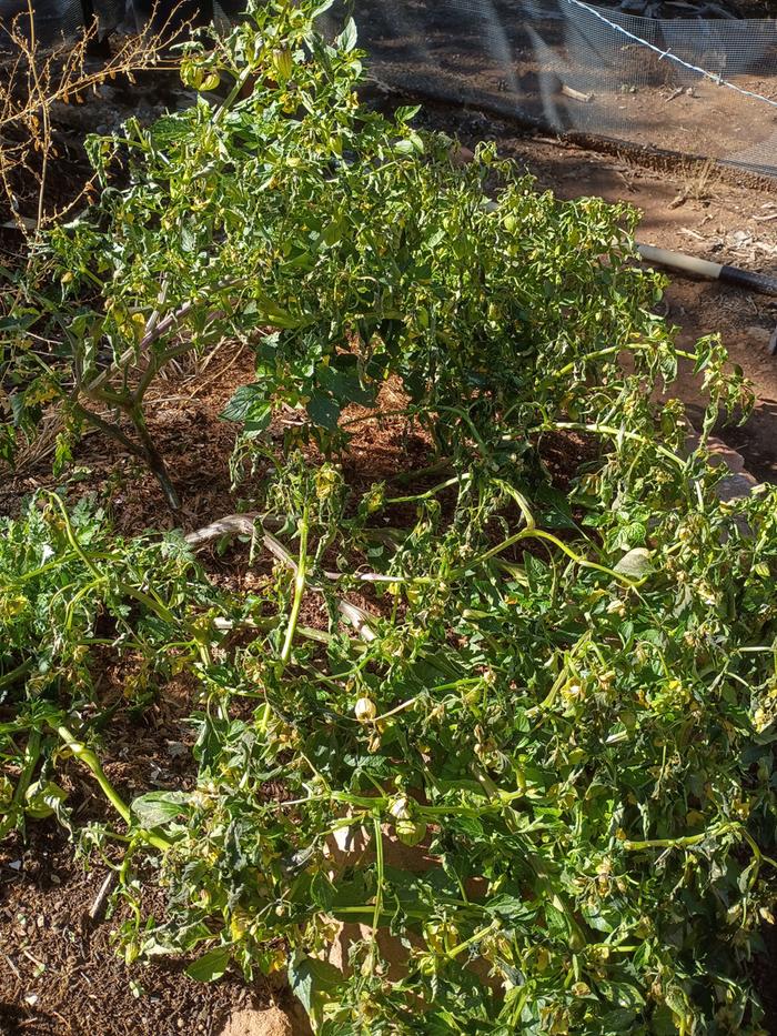 wilted leaves on frost damaged tomatillo