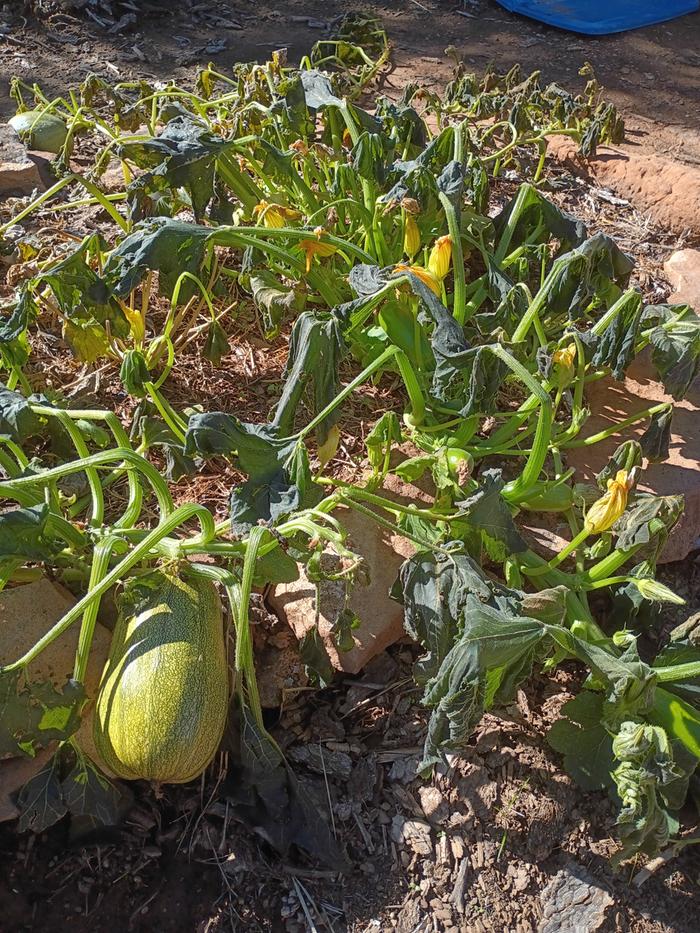 frost damage on squash plant