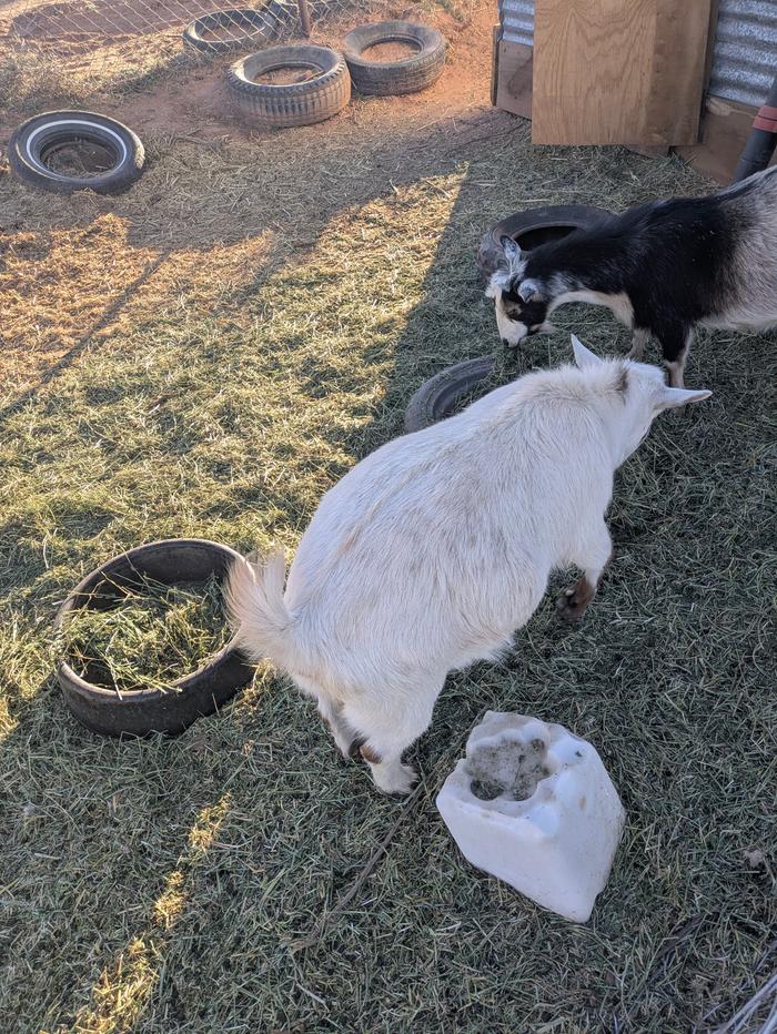 pregnant Nigerian Dwarf doe