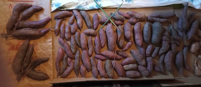 2025 purple sweet potatoes (best for slips on left)