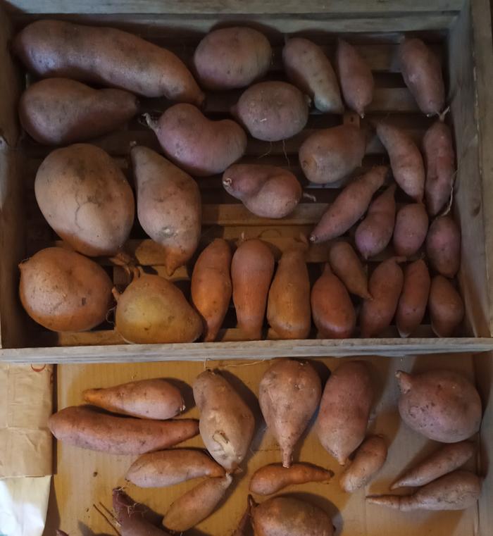 2025 orange sweet potatoes
