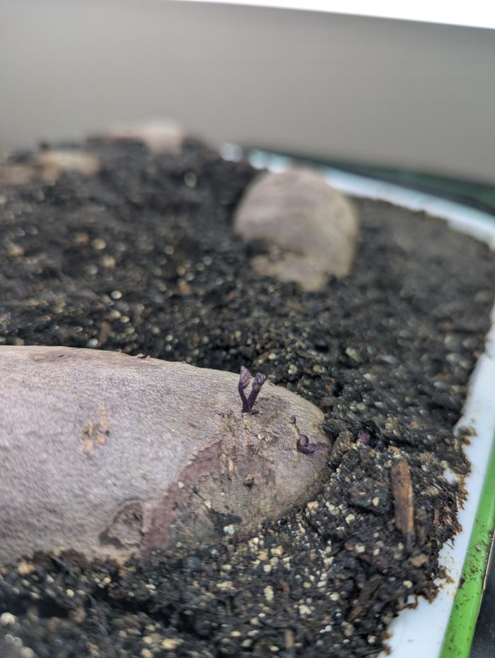 Started in a shallow tray in the beginning of Feb.