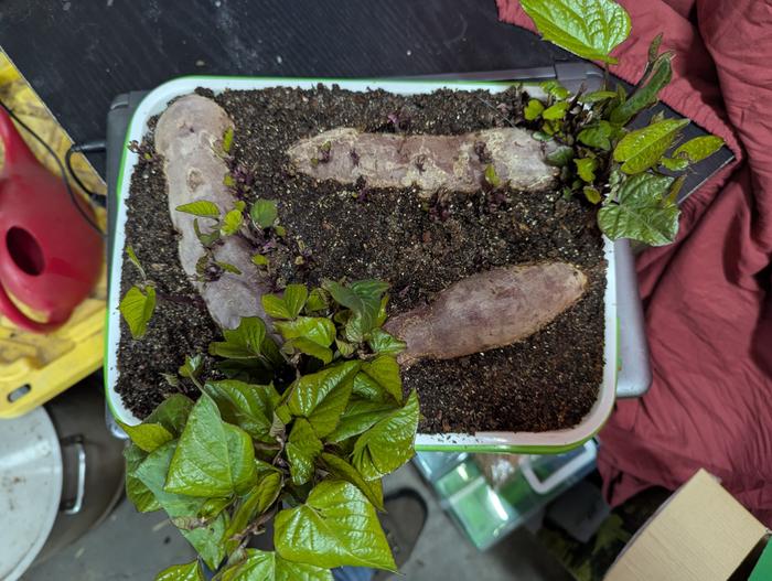 Only a couple of weeks and I had a ton of growth.