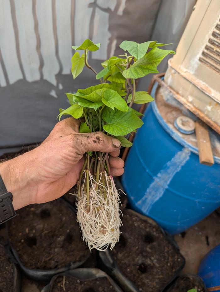 One of a dozen or so cups I propogated from those three.