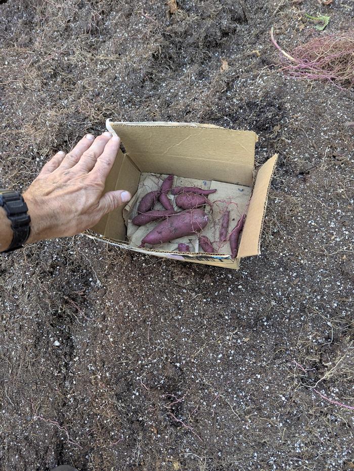 Sadly, these totaled 8oz, and it was from three giant containers.