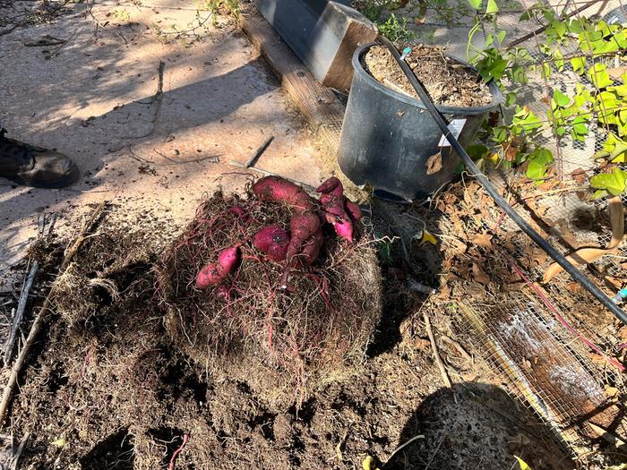 Dumped right out of the planter.....no digging/damaging them.