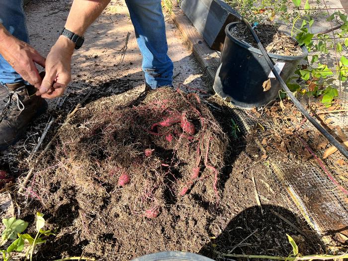 They were everywhere in the soil as I went through it.