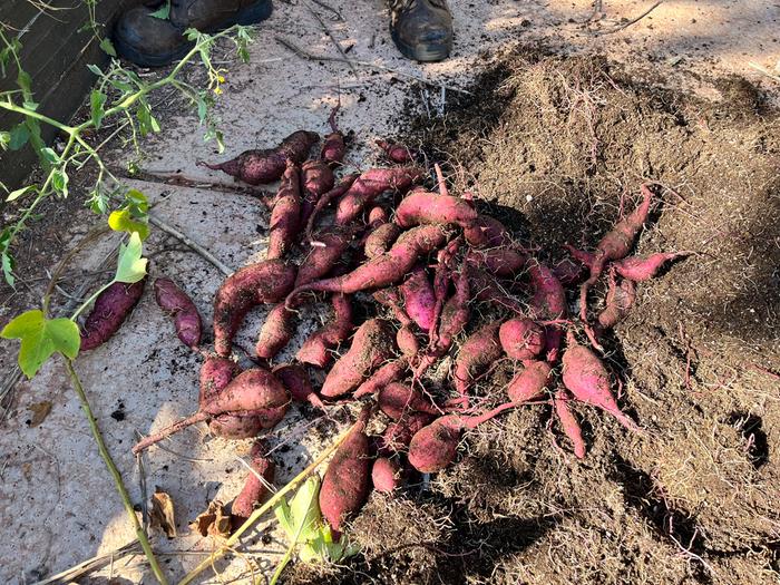 8lbs from the one container! I weighed them on a kitchen scale.