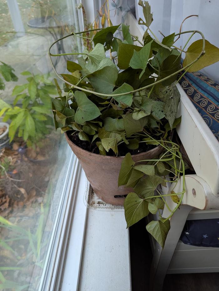 sweet potato plant grwing every which way