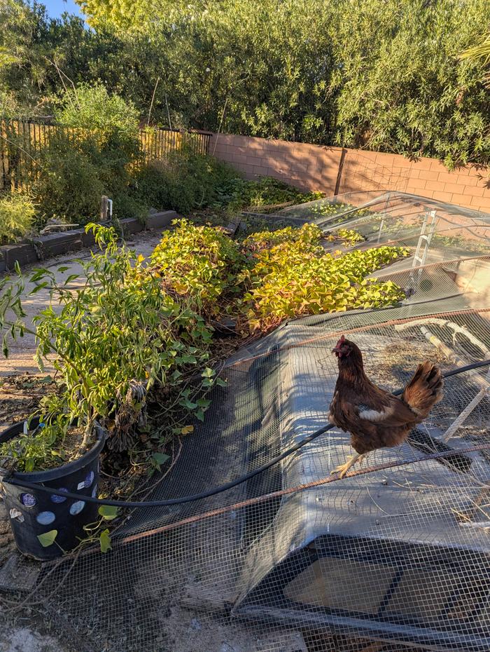 Plastic pots along concrete pad vines growing shade over coop.