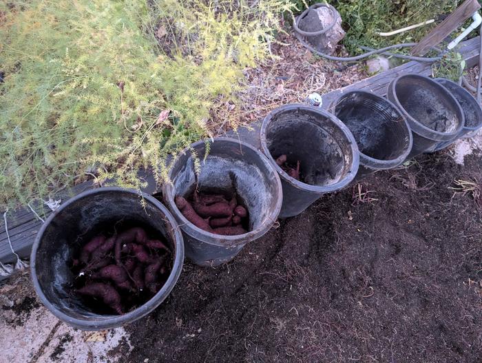 About 5lbs per pot give or take, I'll weigh them to see the totals later.