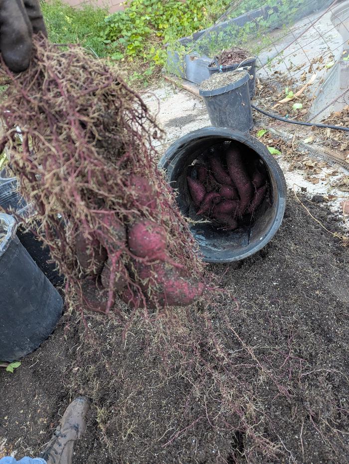 Mostly small/medium size, not too many big ones per plant.