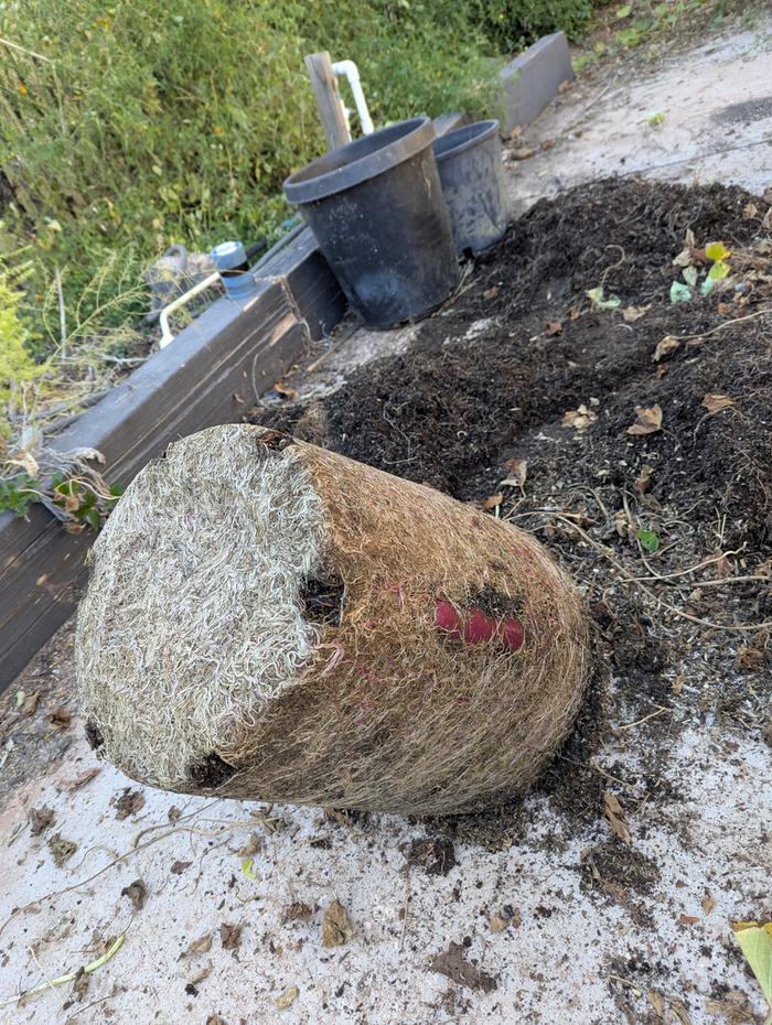 Crazy root binding in the plastic pots.