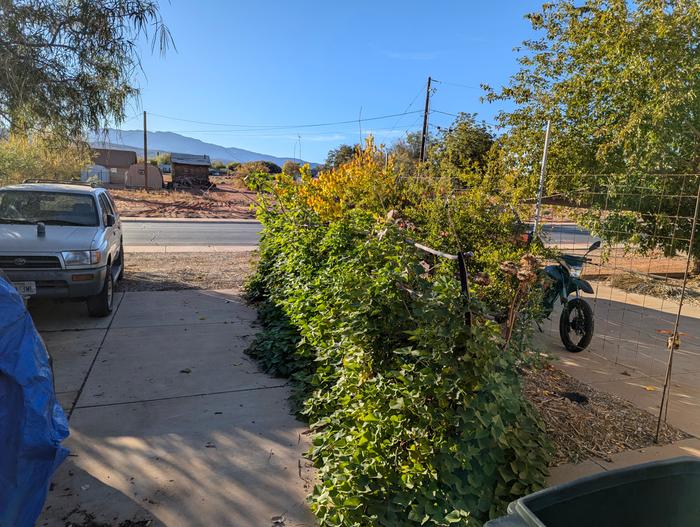 FABRIC grow bags in between my driveways trellised upwards.