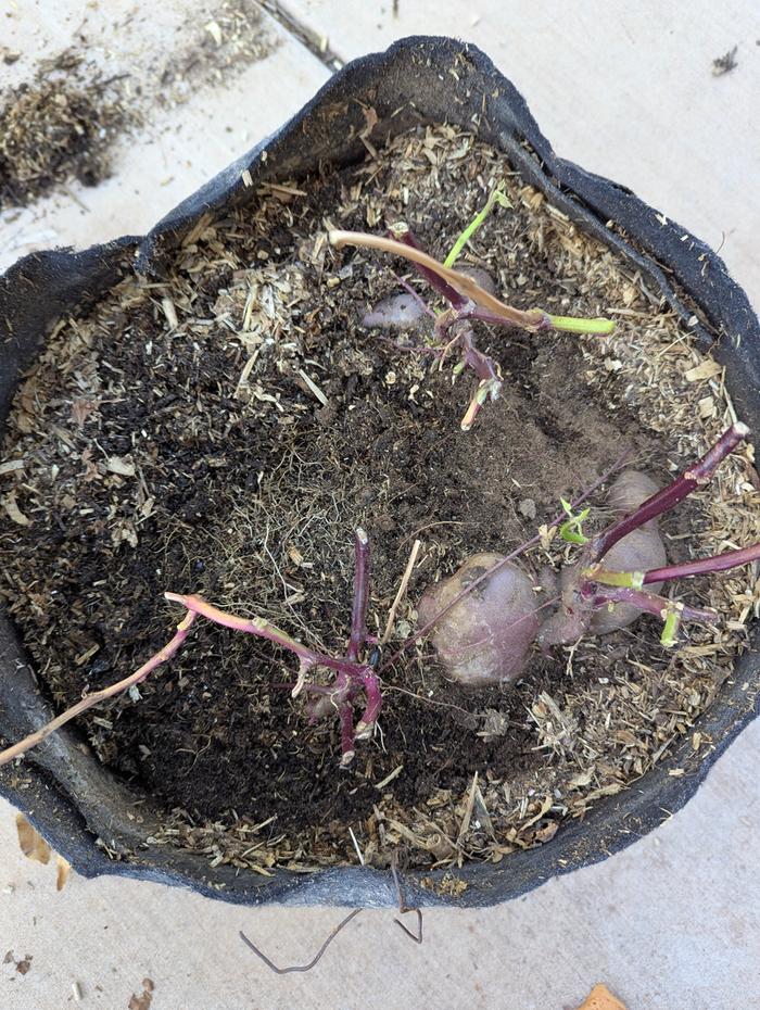 Lot's of potatoes at the very top in the grow bags vs the plastic being much deeper