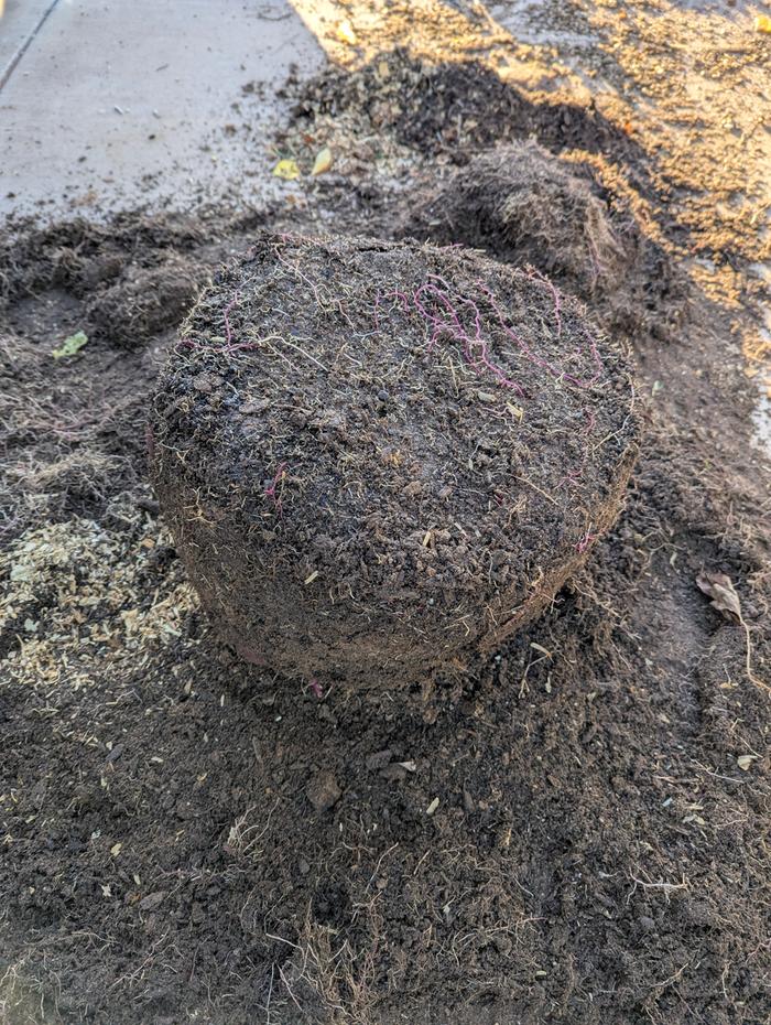 No root binding on the fabric bags.