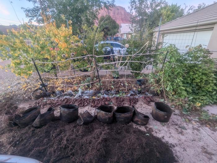 I still have four pots to harvest, but I'm very happy with the results so far.