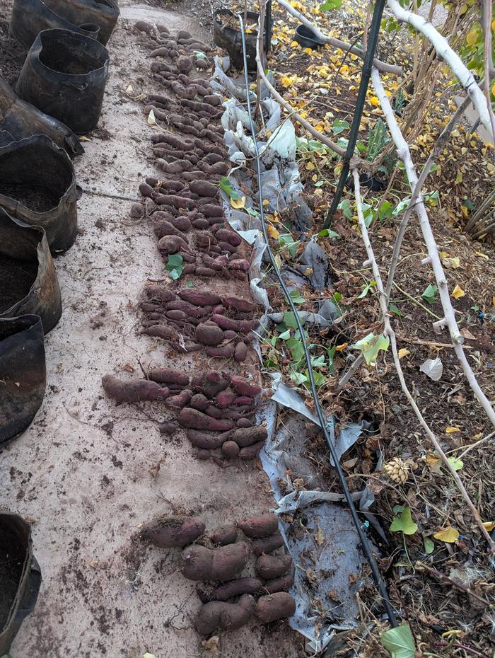 Another view, the painters plastic in the trough I dug out to hold in moisture.