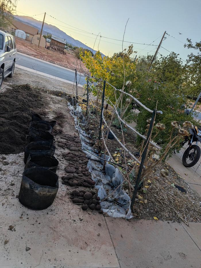 I had six plants left to pull out last night from the fabric, all very consistent.