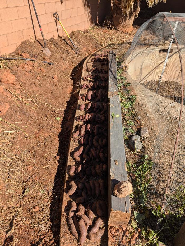 Dug out of the ground.