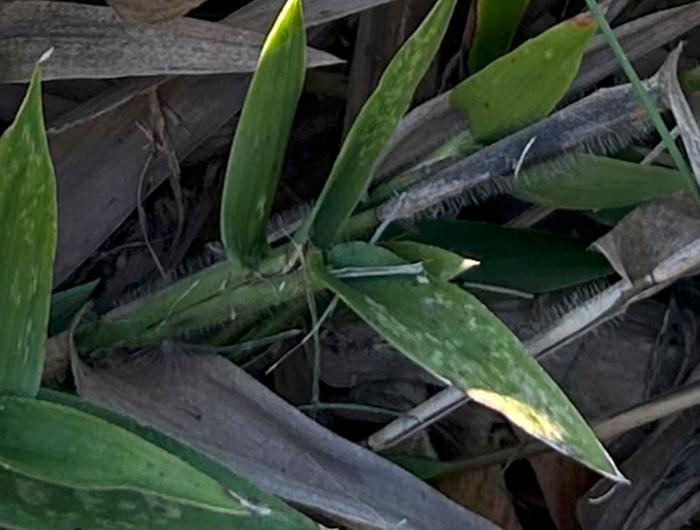 [Thumbnail for mystery-grass.jpg]