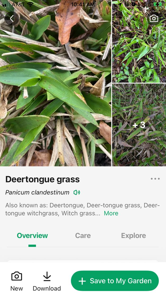 [Thumbnail for PictureThisMysteryGrass.jpeg]