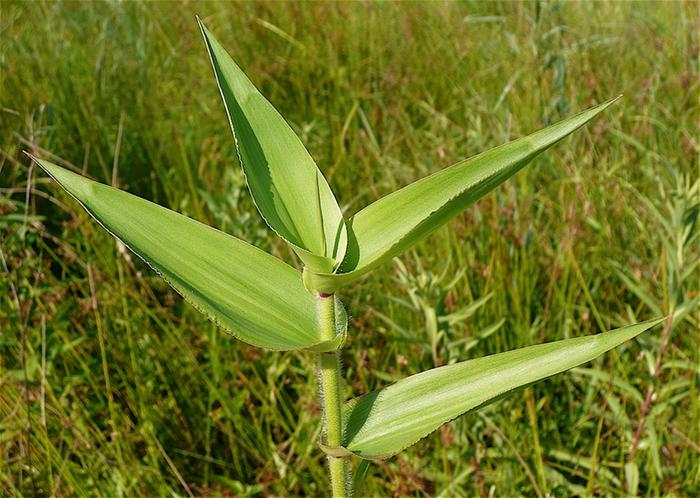 weblink from my above post