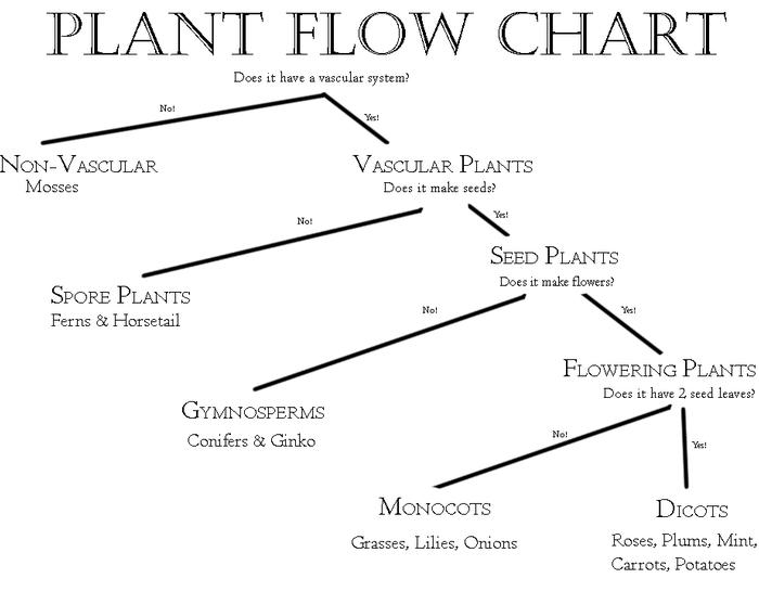 Plant family tree graphic