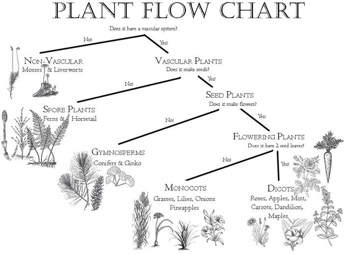 Plant flow chart coloring page for vascular, non vascular, conifer, flowering, etc plants