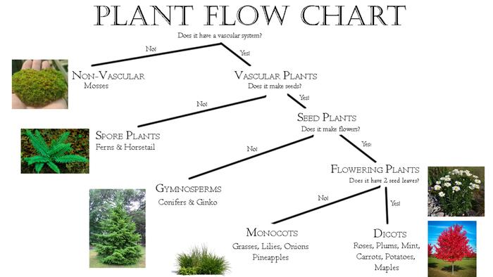 And, here's a version with photographs of the different plants
