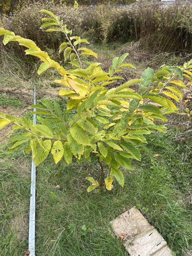 [Thumbnail for chestnut2.jpg]