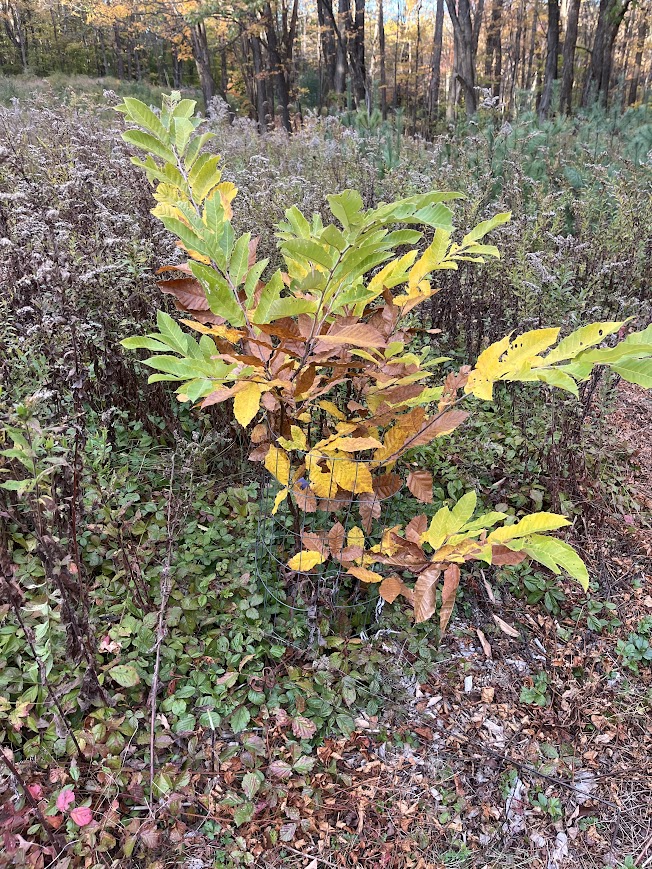 [Thumbnail for chestnut1.jpg]