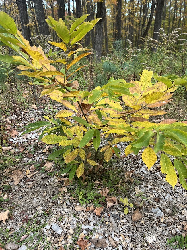 [Thumbnail for chestnut.jpg]