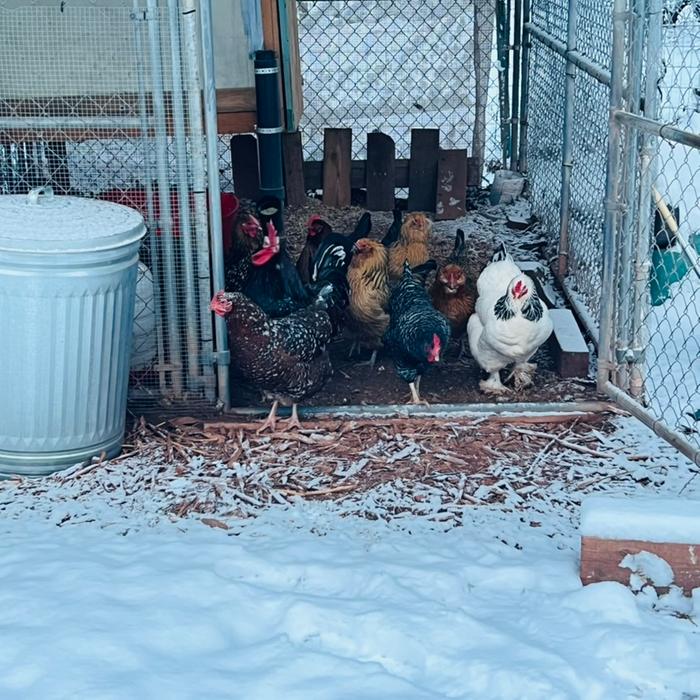 Some of the 9 chickens currently residing on the property
