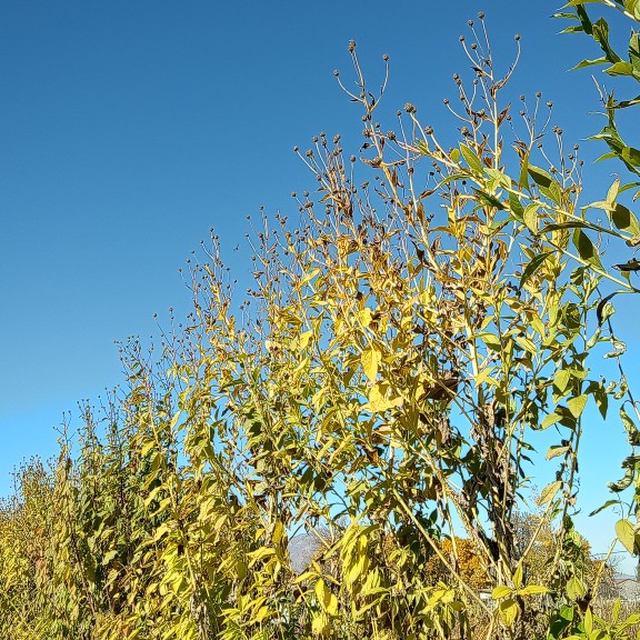 growing sunroot seeds