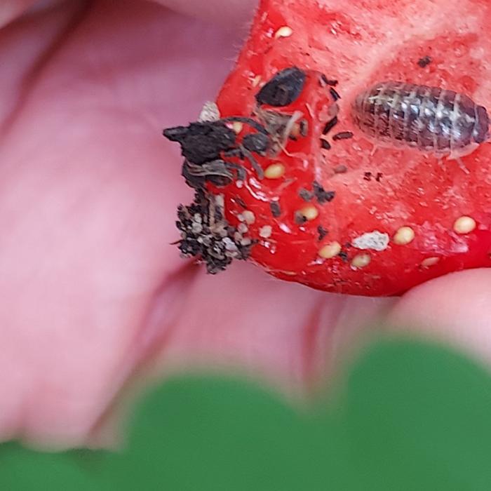 Sowbugs on our strawberries