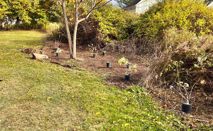 [Thumbnail for Black-Walnut-Guild-01a.jpg]