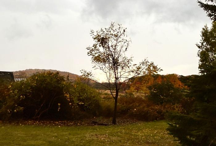 [Thumbnail for Black-Walnut-Guild-01pre.jpg]