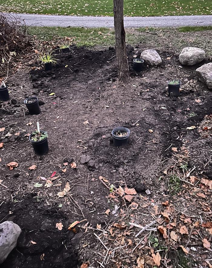 [Thumbnail for Black-Walnut-Guild-02a.jpg]