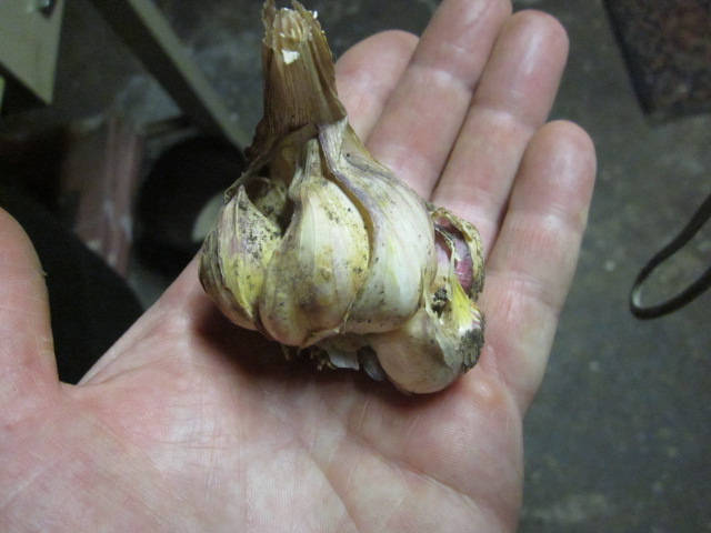 [Thumbnail for IMG_3866.JPG]