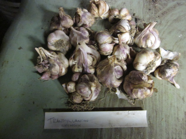 [Thumbnail for IMG_3863.JPG]