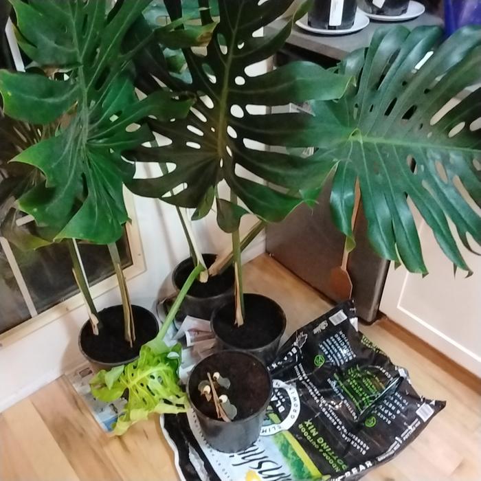 Monstera cuttings, crown and node