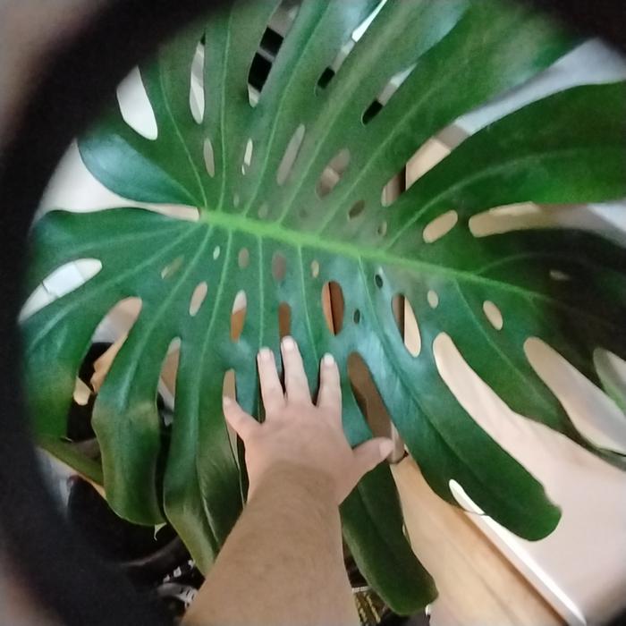 Attempt at photographing leaf size with hand for scale