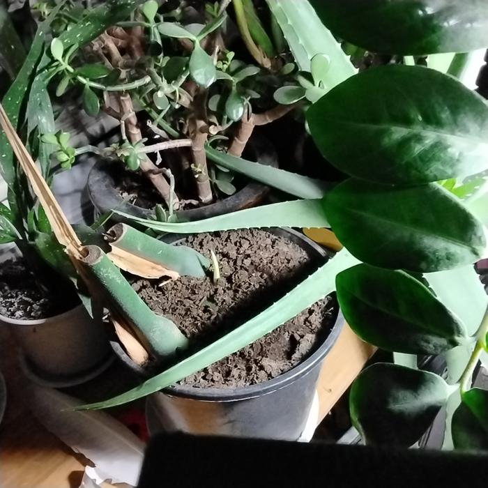 Monstera cuttings in soil shooting