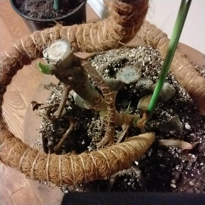 Monstera root growing back after accident