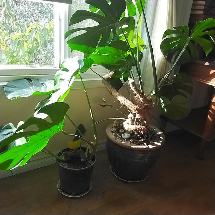 Mumma monstera and cutting baby