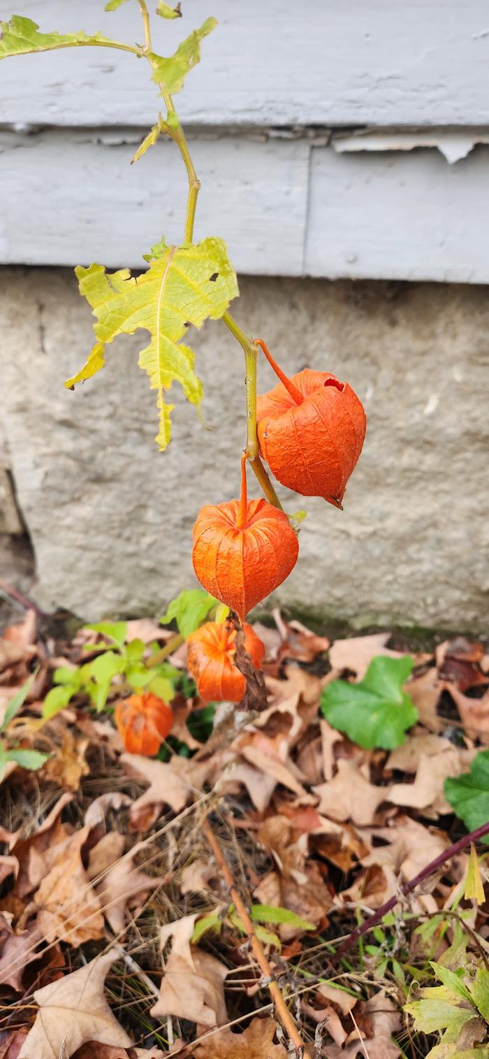 [Thumbnail for 20251028_164800.jpg]