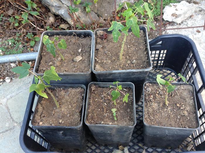 [Thumbnail for IMG_1001.jpg]